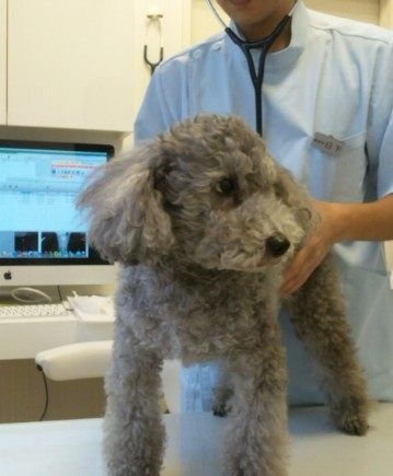 くさか動物病院の評判 口コミ 埼玉県朝霞市 動物病院口コミ検索calooペット