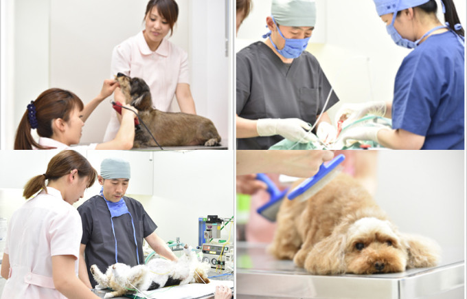 タムどうぶつ病院の評判 口コミ 神奈川県横浜市中区 動物病院口コミ検索calooペット