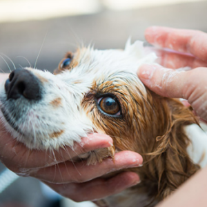 犬猫の負担に配慮した皮膚科特別診療