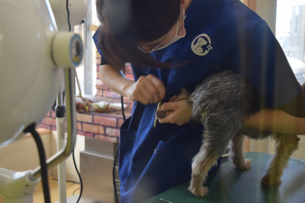 ユナイテッド仙台いずみ動物病院