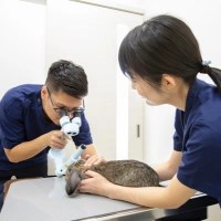 診療について