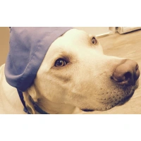 皮膚科、耳鼻咽喉科、呼吸器科