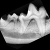 画像診断と歯科診療について
