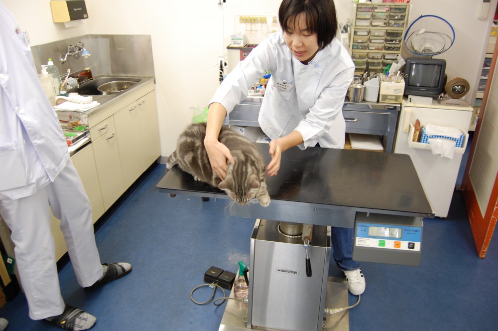 口コミ 昔はよくお世話になりました 桟橋動物病院 高知県高知市 動物病院口コミ検索calooペット