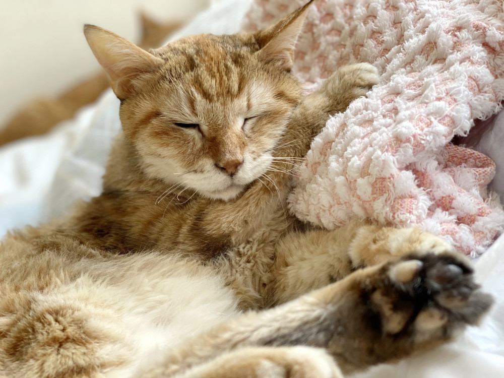 たまご動物病院の評判 口コミ 東京都目黒区 動物病院口コミ検索calooペット